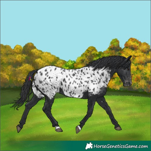 Horse Color:Black Appaloosa