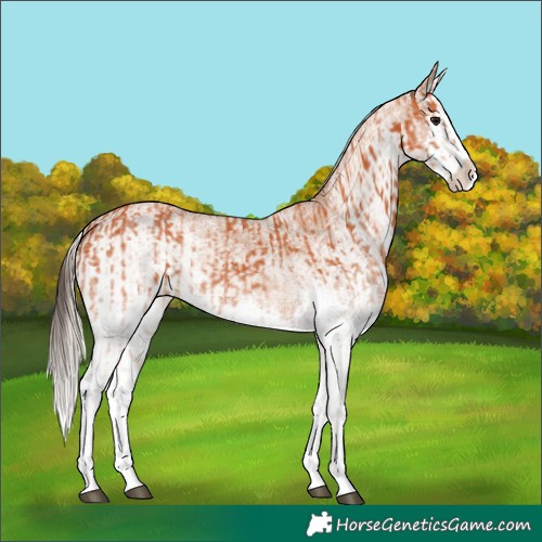 Horse Color:White Spotted Bay Splash  and White Spotted Chestnut Splash 