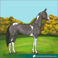 Horse Color:Grullo Splash Tobiano