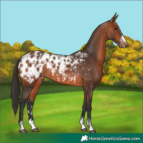 Horse Color:Bay Appaloosa and Bay Appaloosa Rabicano