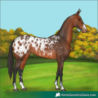 Horse Color:Bay Appaloosa  and Bay Appaloosa Rabicano 