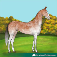 Horse Color:White Spotted Bay Splash and White Spotted Bay Splash