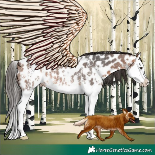 Horse Color:Bay Sabino Splash Appaloosa Rabicano 