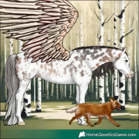 Horse Color:Bay Sabino Splash Appaloosa Rabicano 