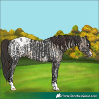 Horse Color:Brown Dun Sabino Appaloosa Rabicano  and Black Appaloosa Rabicano 