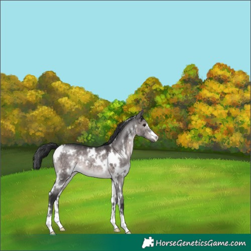 Horse Color:Platinum White Spotted Brown Dun 