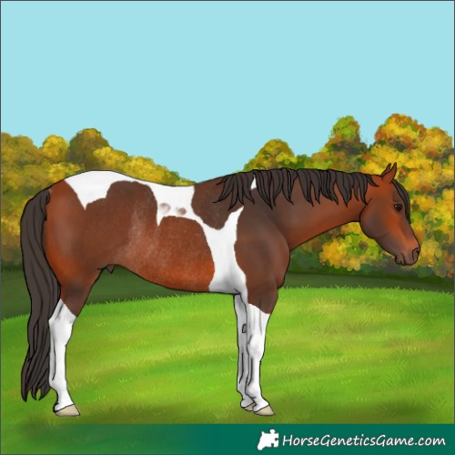 Horse Color:Bay Tobiano Rabicano 