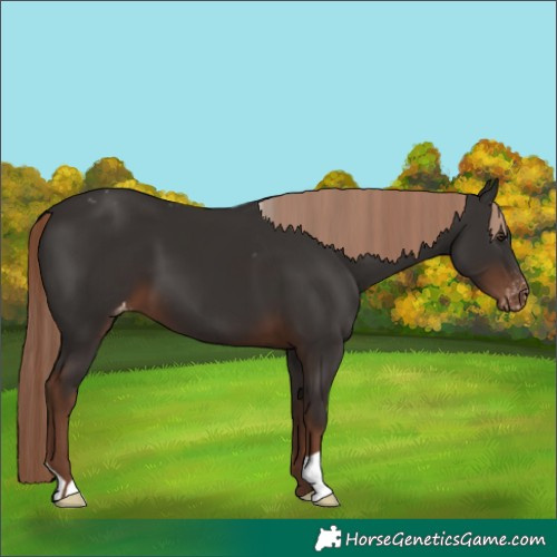 Horse Color:Liver Chestnut Appaloosa 