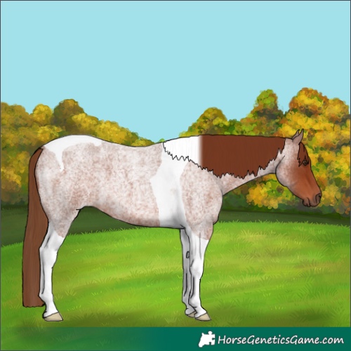 Horse Color:Red Roan Tobiano 