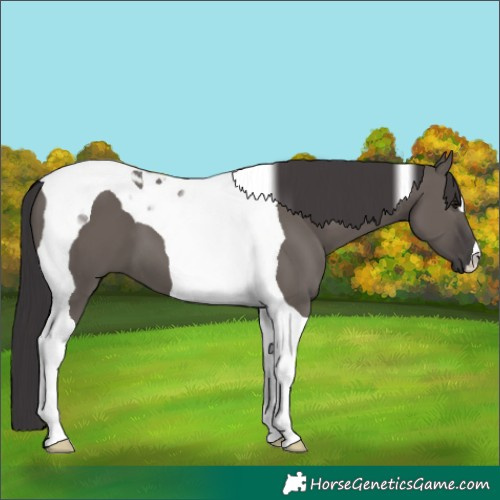 Horse Color:Smoky Grullo Tobiano 