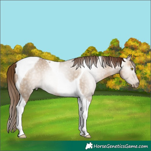 Horse Color:Gray Bay Pearl Dun Tobiano Varnish 