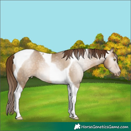 Horse Color:Gray Bay Pearl Dun Tobiano Appaloosa 