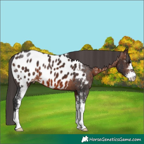 Horse Color:Brown Sabino Near Leopard 