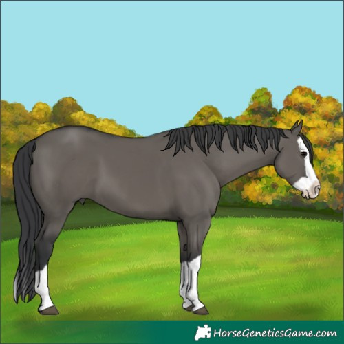 Horse Color:Grullo Splash 