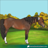 Horse Color:Bay Tobiano