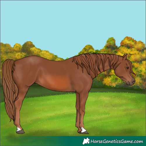 Horse Color:Chestnut 