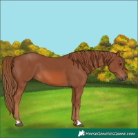 Horse Color:Chestnut 
