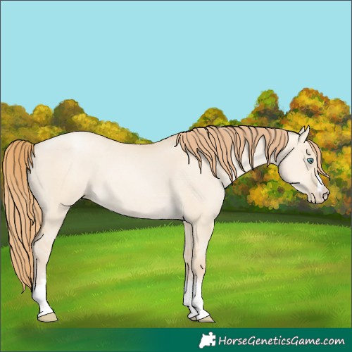 Horse Color:Smoky Grullo Pearl 