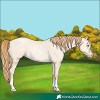 Horse Color:Smoky Grullo Pearl