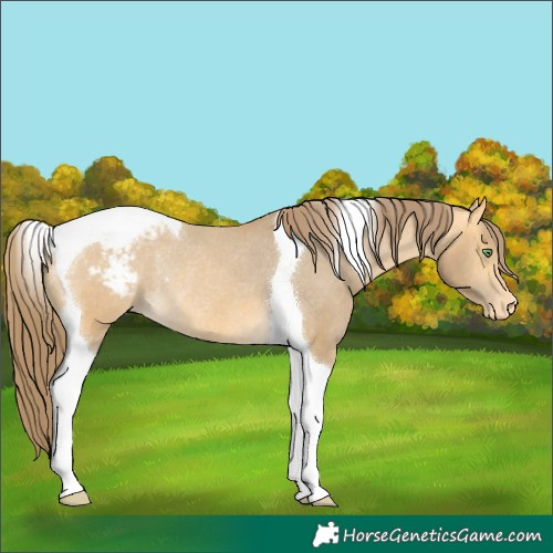 Horse Color:Amber Cream Champagne Tobiano Appaloosa Rabicano 