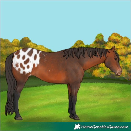 Horse Color:Bay Appaloosa