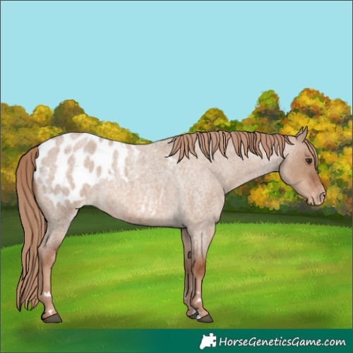 Horse Color:Red Dun Roan Appaloosa 