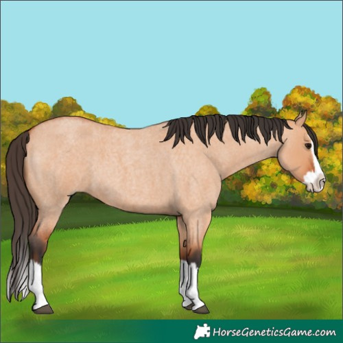 Horse Color:Bay Roan Dun Splash 