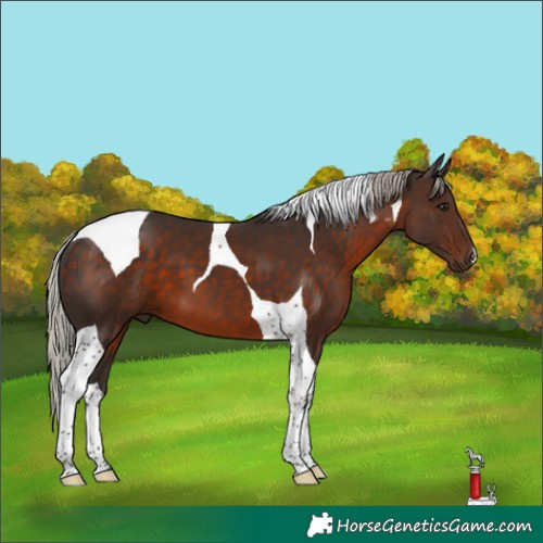 Horse Color:Silver Brown Tobiano