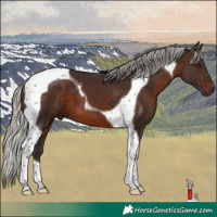 Horse Color:Silver Brown Tobiano