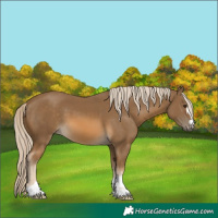 Horse Color:Chocolate Palomino 