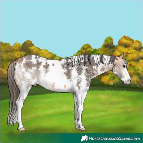 Horse Color:White Spotted Buckskin Sabino 
