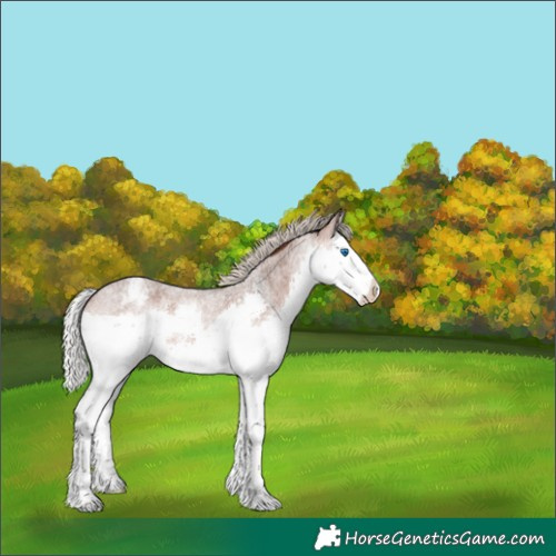 Horse Color:Silver Bay Roan Splash Varnish 