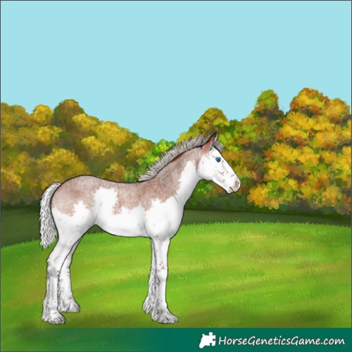 Horse Color:Silver Bay Roan Splash 