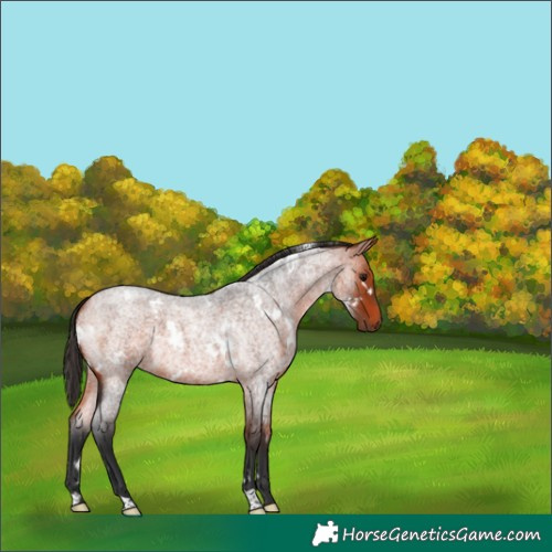 Horse Color:White Spotted Bay Roan 