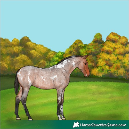 Horse Color:White Spotted Bay Roan 