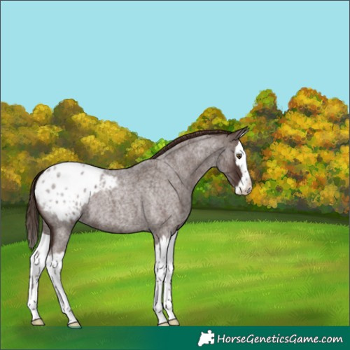 Horse Color:Liver Red Roan Splash Appaloosa 