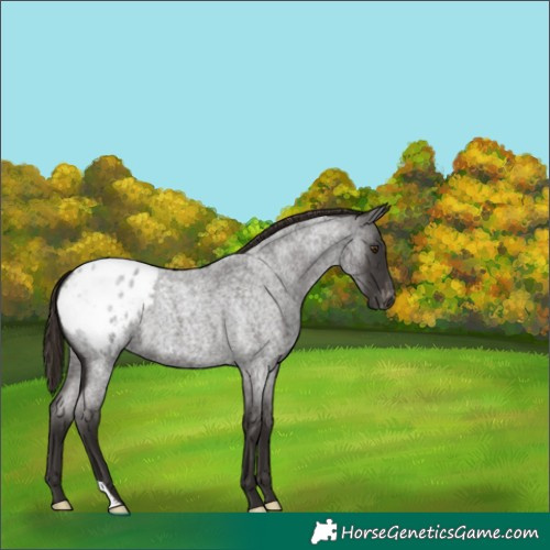 Horse Color:Liver Red Roan Appaloosa 