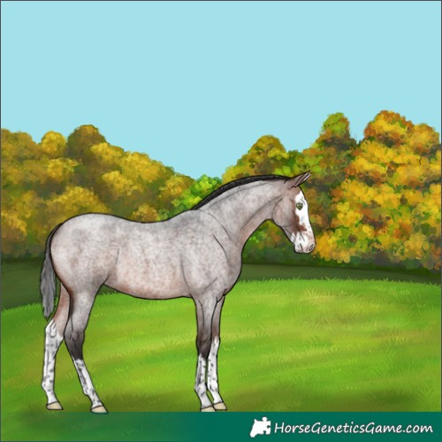Horse Color:Brown Roan Splash 