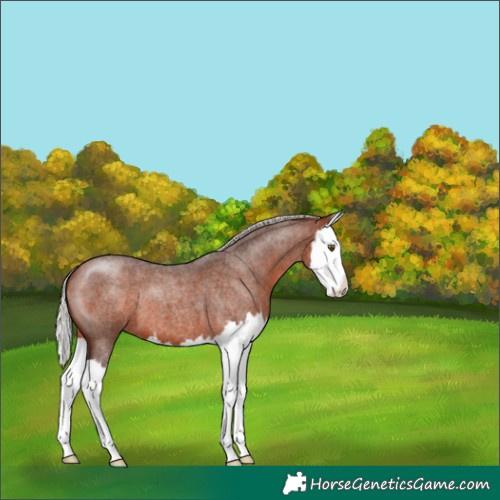 Horse Color:Silver Bay Roan Splash 