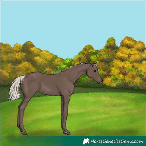 Horse Color:Silver Black
