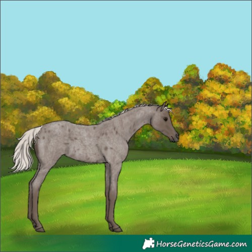 Horse Color:Silver Blue Roan 