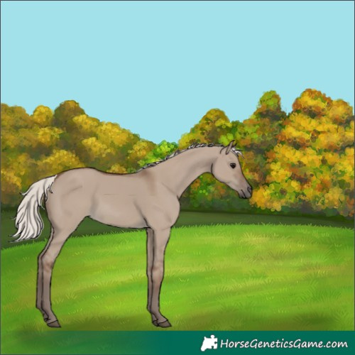 Horse Color:Silver Grullo 