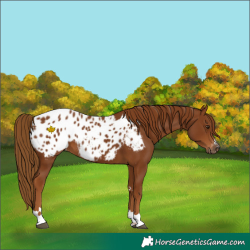Horse Color:Gray Chestnut Blanket