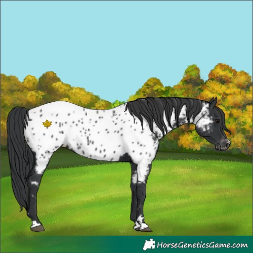 Horse Color:Black Appaloosa