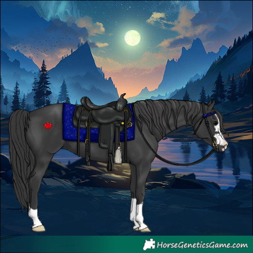 Horse Color:Black 