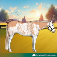 Horse Color:Gray Perlino Splash  and Gray Silver Perlino Splash 