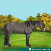 Horse Color:Grullo Splash 