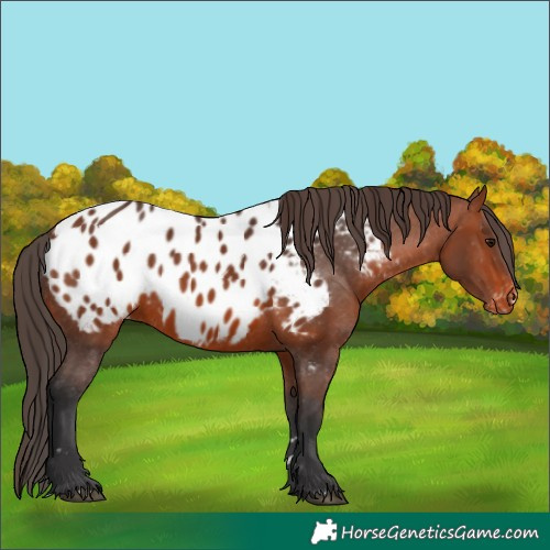 Horse Color:Bay Appaloosa 