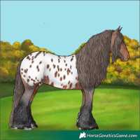Horse Color:Bay Blanket