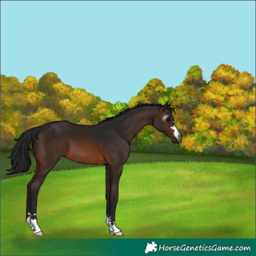 Horse Color:Unknown 
